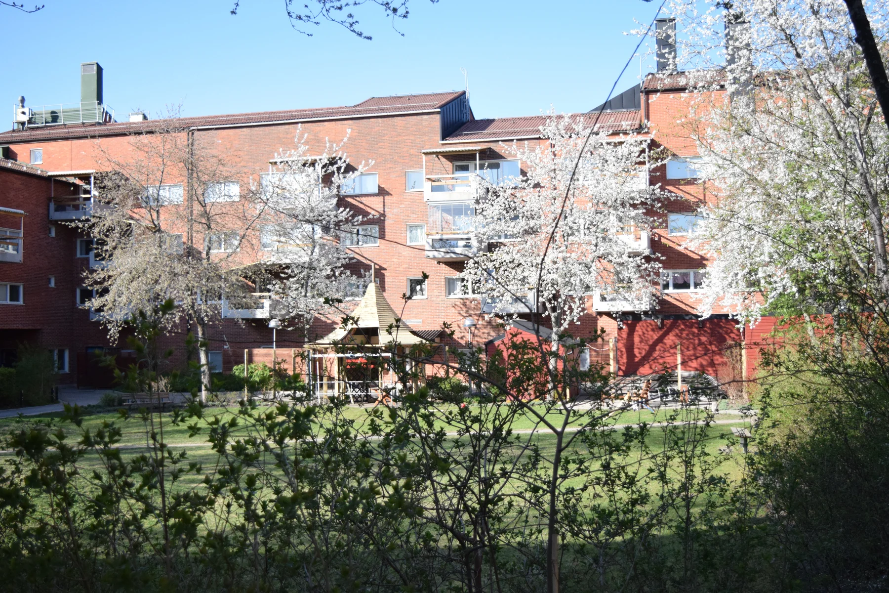 Vår gröna innergård i vårblom, omgiven av Varmfrontens röda tegelhus