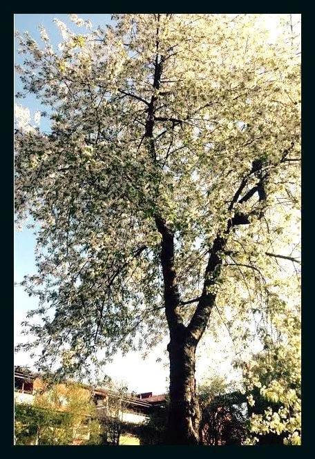 Vårgrönska i kvarteret